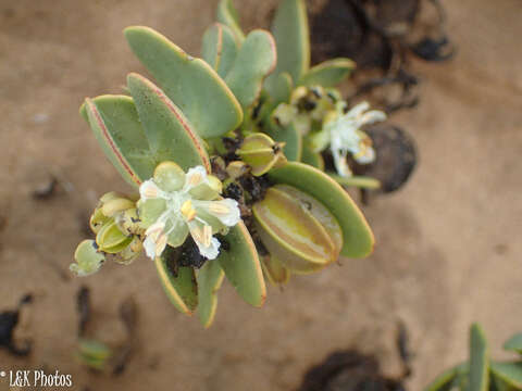 Image of Tetraena stapfii (Schinz) Beier & Thulin