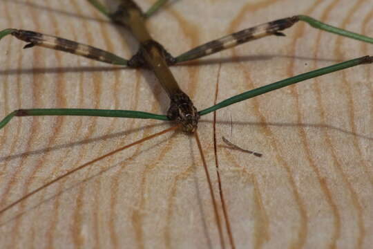 Image of Northern Walkingstick