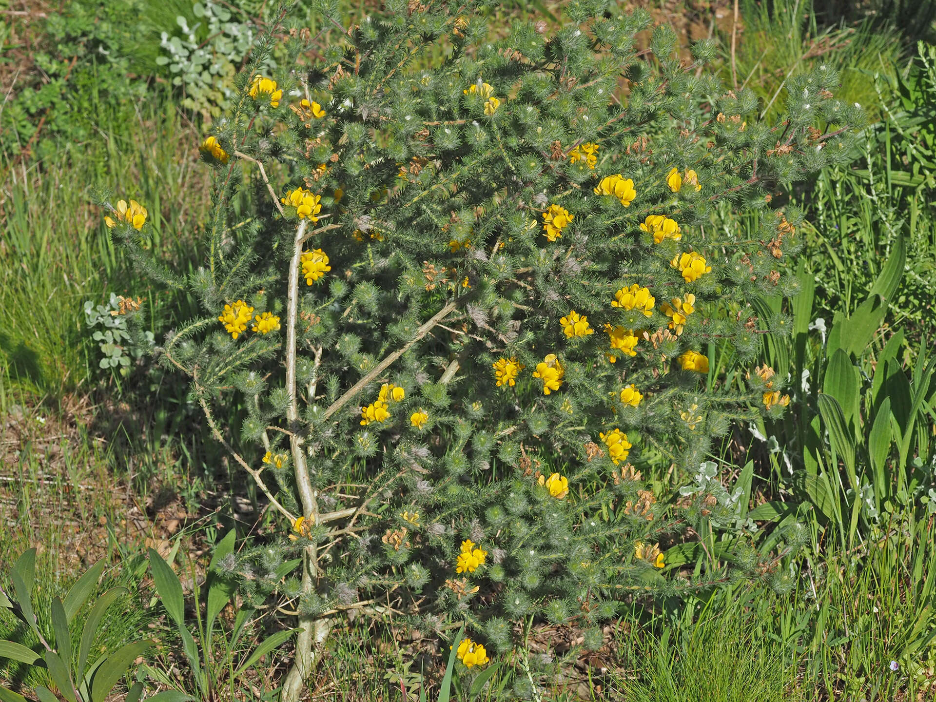 Image of Aspalathus araneosa L.