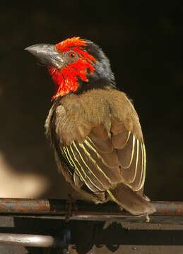 Image of Black-collared Barbet