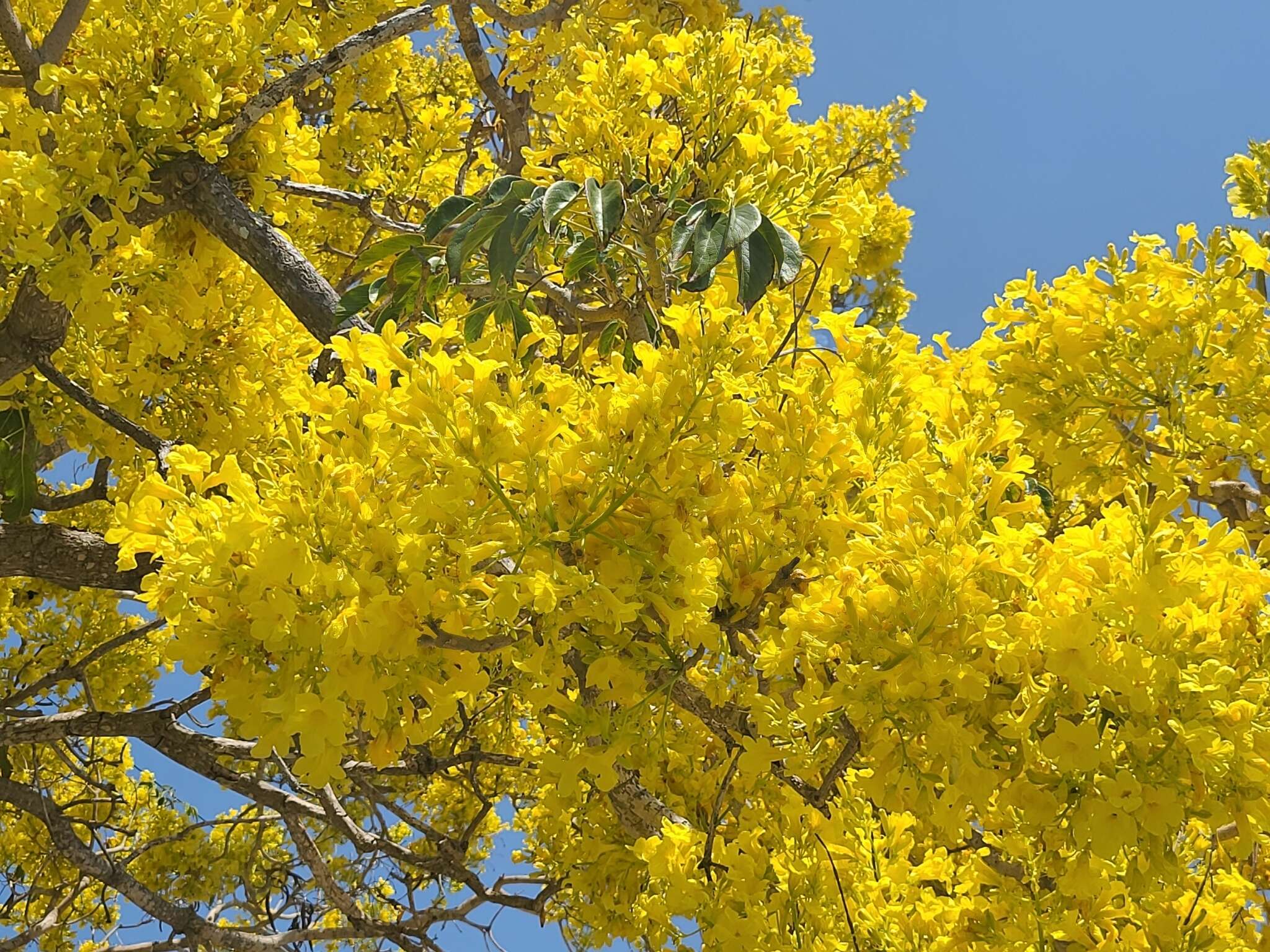 Image of Gold Tree