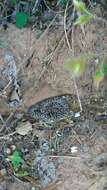 Imagem de Bothrops erythromelas Amaral 1923