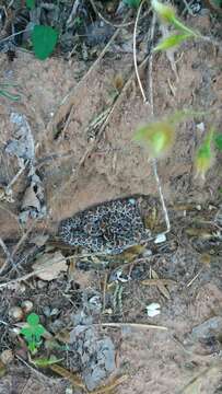 Image of Caatinga Lancehead