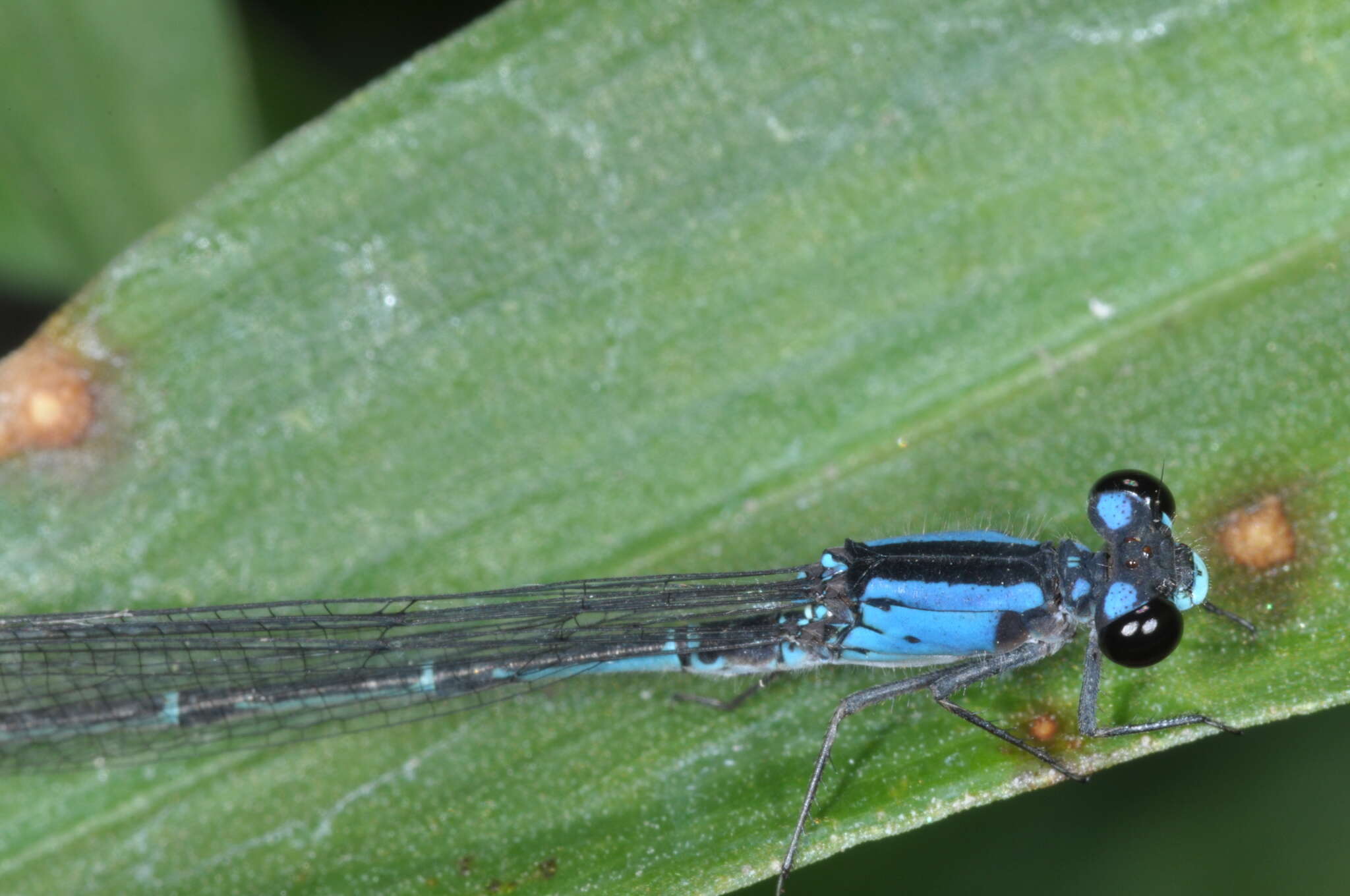 Sivun Oxyagrion ablutum (Calvert 1909) kuva