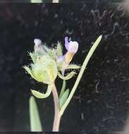 صورة Linaria micrantha (Cav.) Hoffmgg. & Link