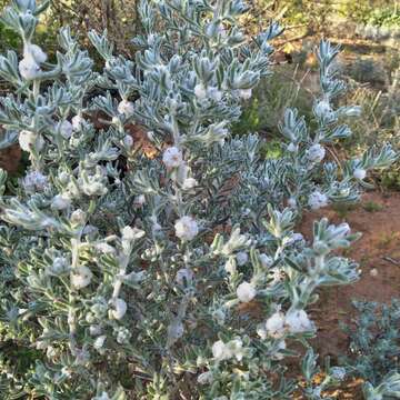 Image of bur-saltbush