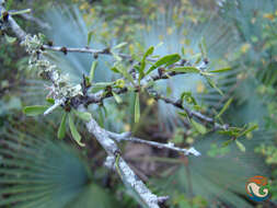 Image of Schaefferia stenophylla Standl.