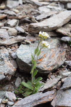 Arabis alpina subsp. alpina的圖片