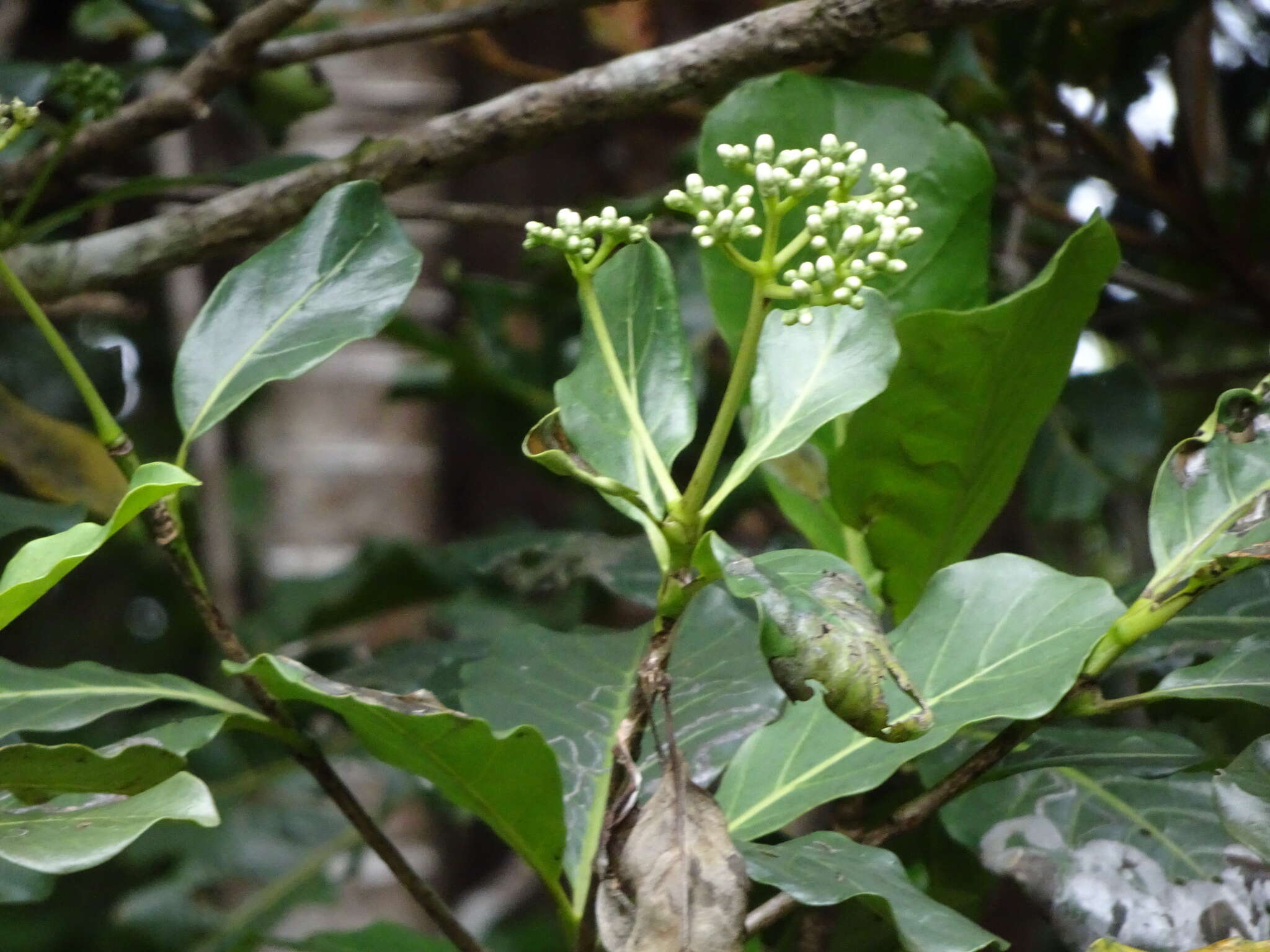 Imagem de Neuburgia novocaledonica (Gilg & Gilg-Ben.) J. E. Molina & Struwe