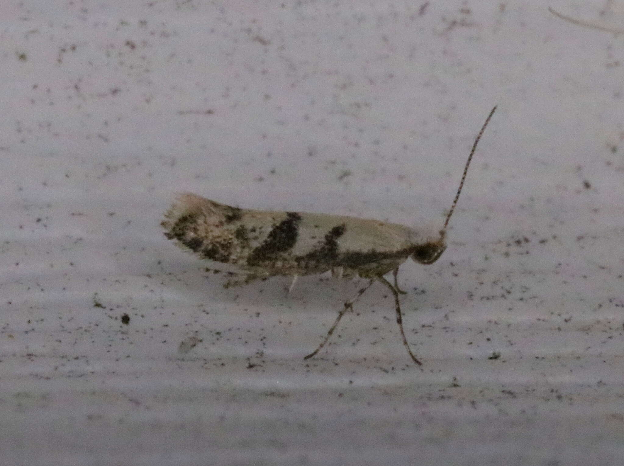 Image of Argyresthia austerella Zeller 1873