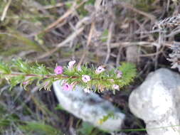 Image of Muraltia rubeacea Eckl. & Zeyh.