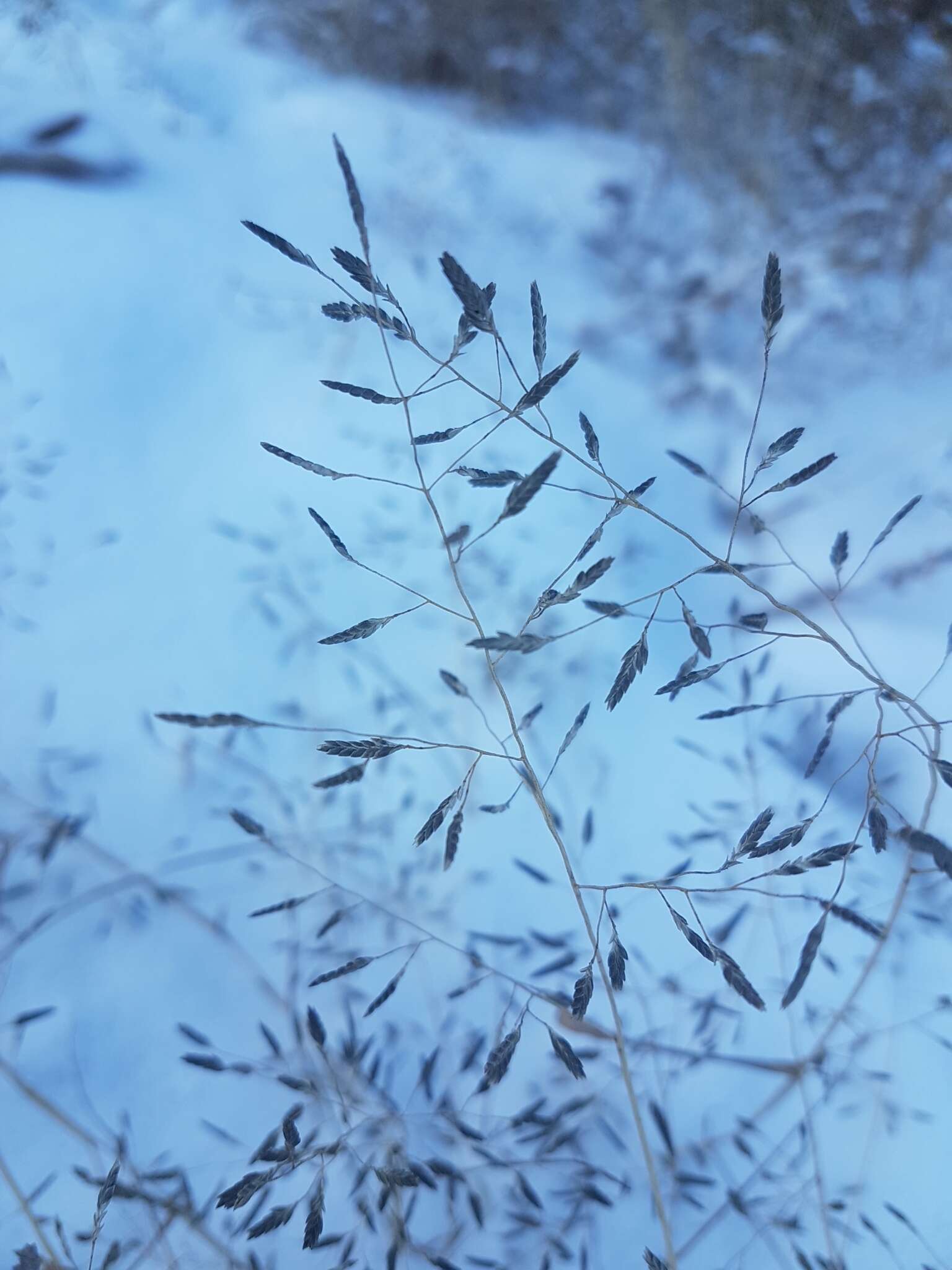 Image of Eragrostis amurensis Prob.