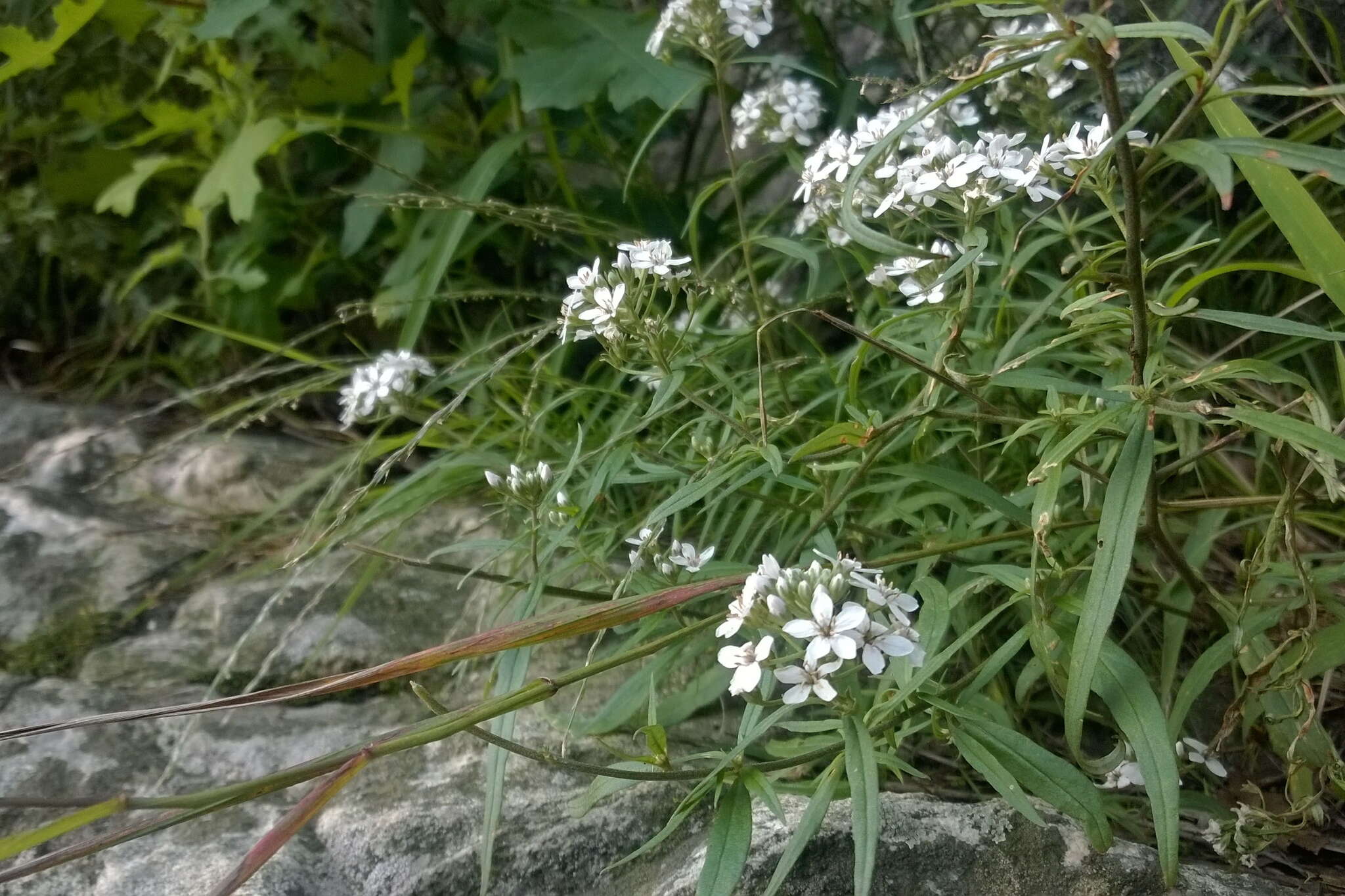 Image of Lysimachia pentapetala Bunge