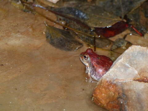 Image of Marbled Sand Frog