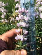 Image of broadleaf lupine