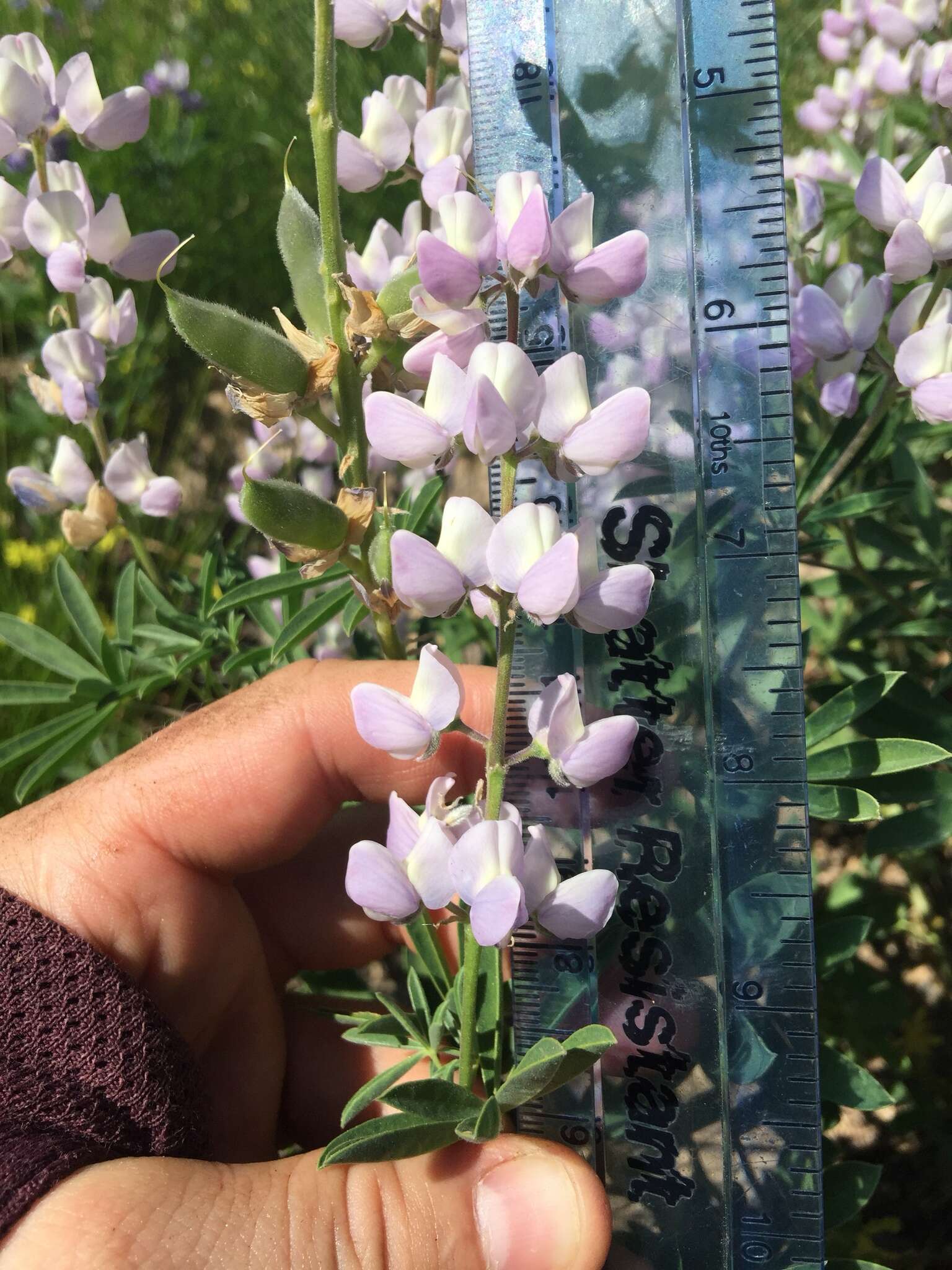 Image of broadleaf lupine