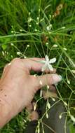 <i>Sabatia <i>macrophylla</i></i> var. macrophylla resmi