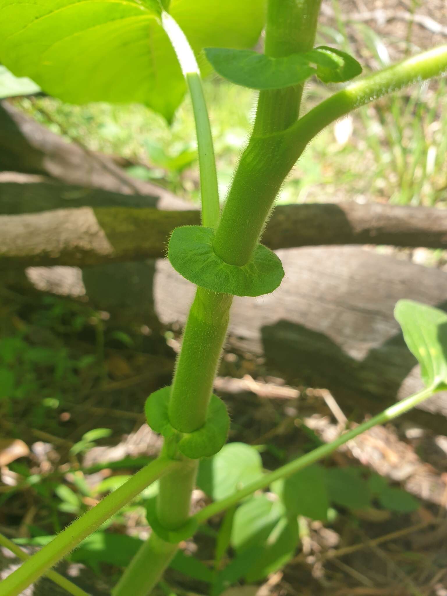 صورة Persicaria orientalis (L.) Spach