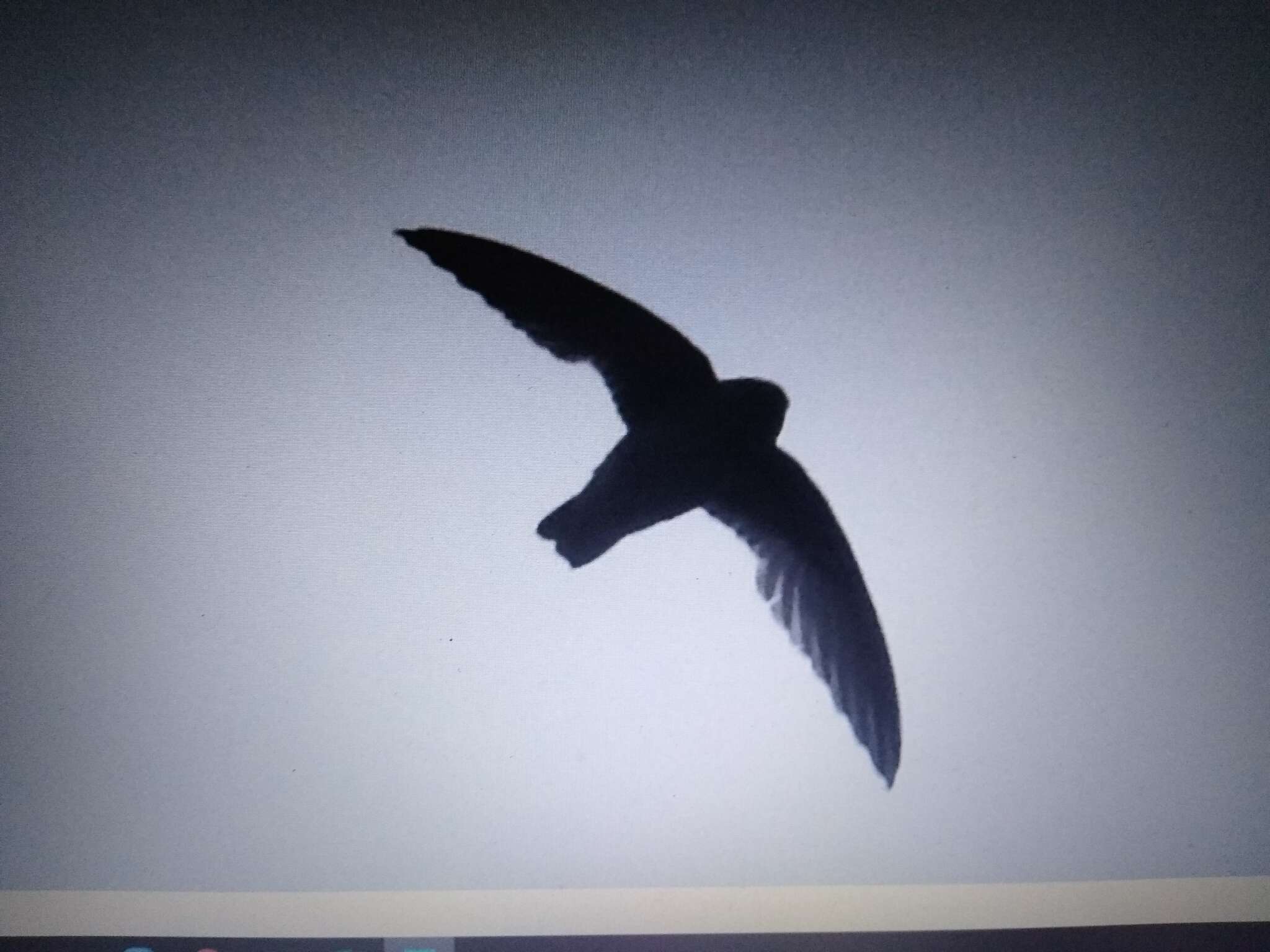 Image of White-chinned Swift
