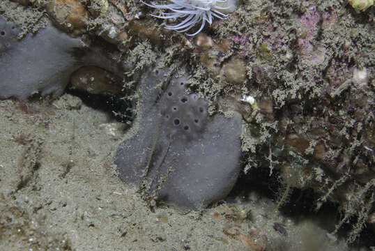 Image of elephant ear sponge