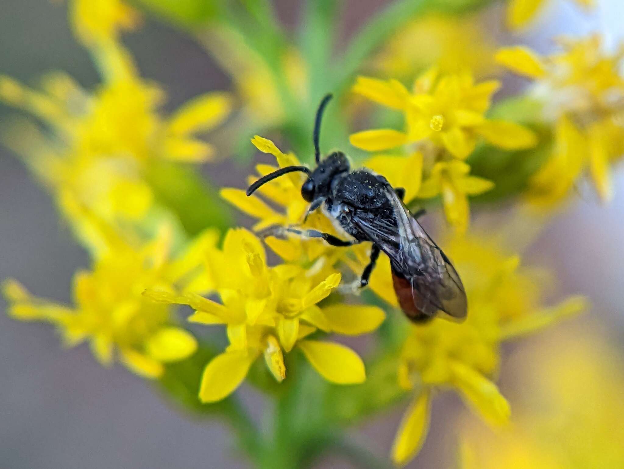 Image of Sphecodes davisii Robertson 1897