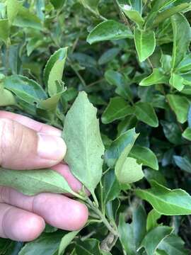 Imagem de Euonymus spraguei Hayata