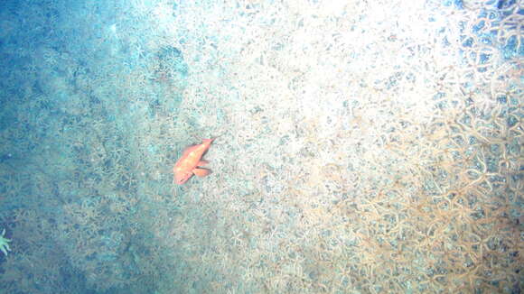 Image of Rougheye rockfish