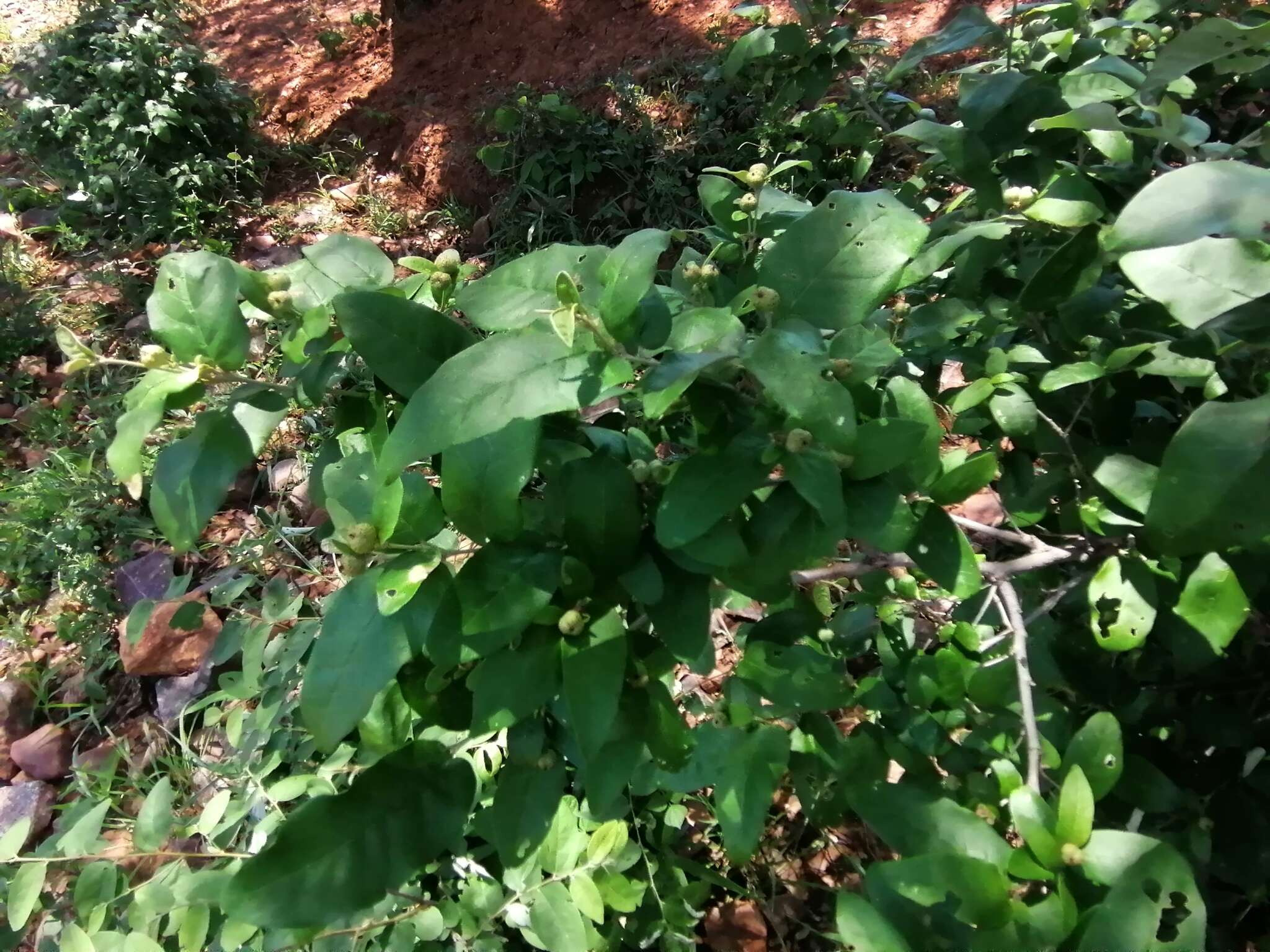 Image of Rough-leaved croton