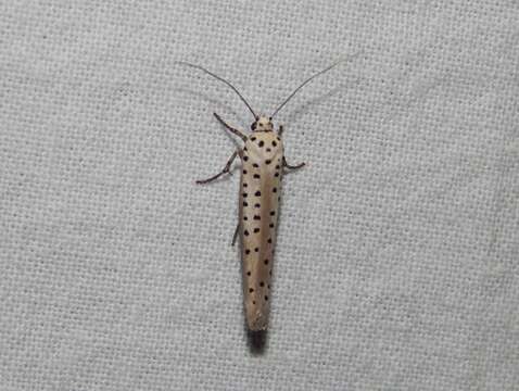 Image of Yponomeuta fumigata Zeller 1852