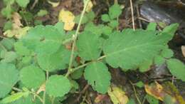 Plancia ëd Rubus rosifolius Smith