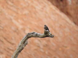 Image of Little Woodswallow