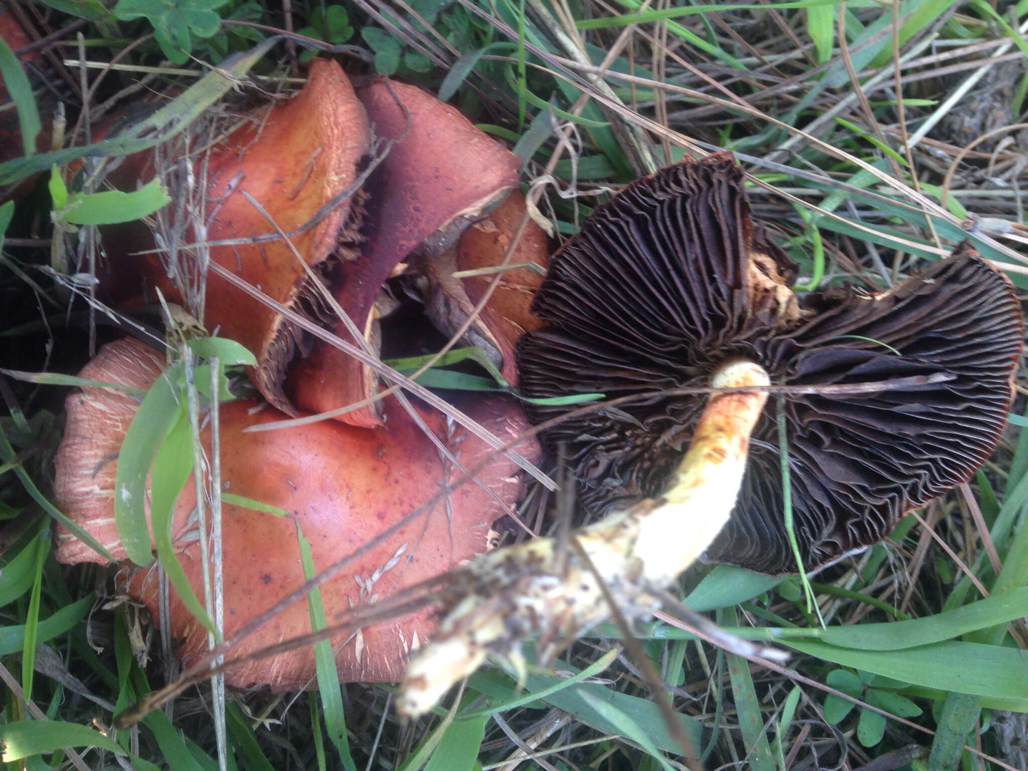 Image of Leratiomyces