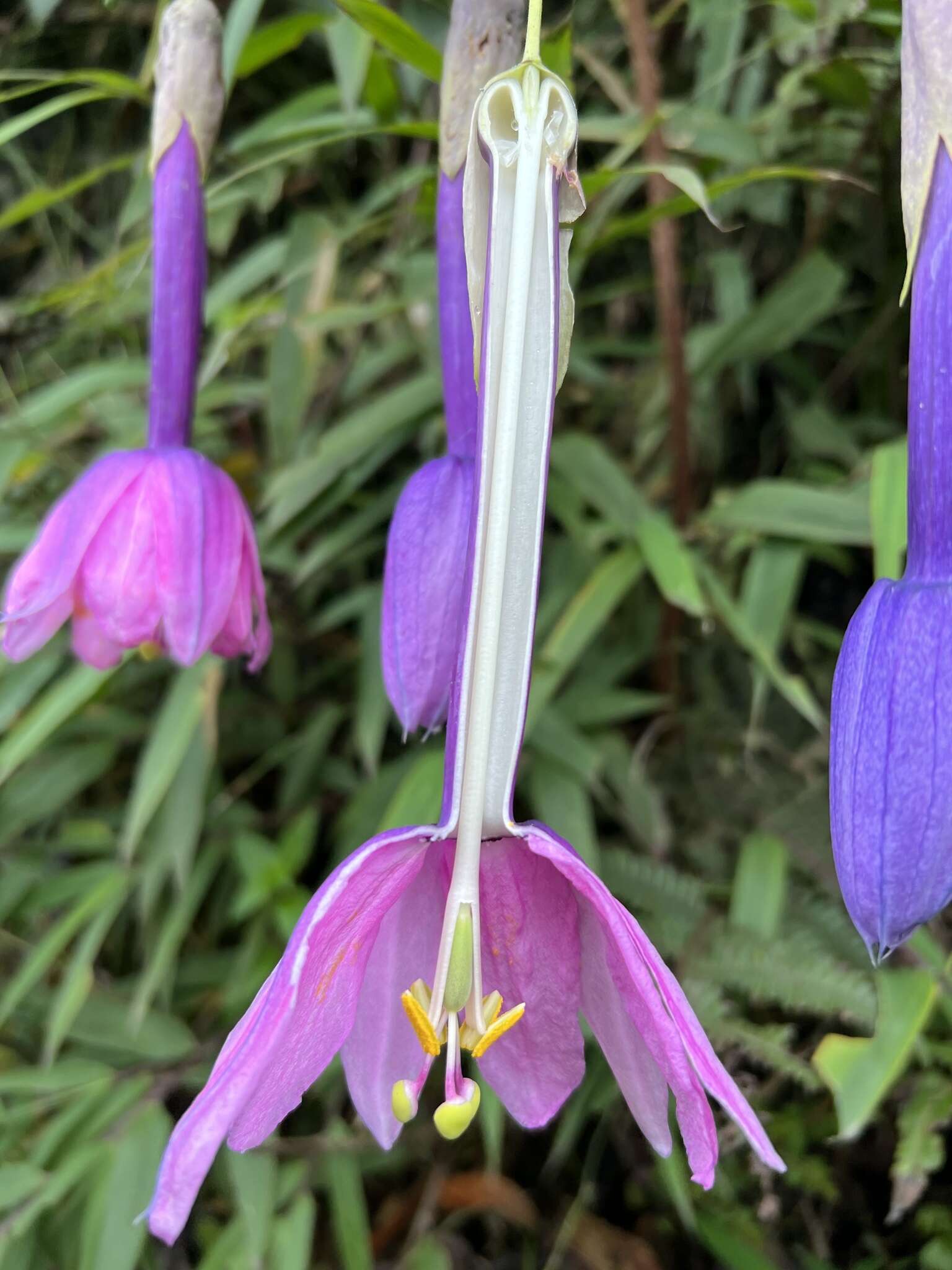 Слика од Passiflora cumbalensis var. sparrei (Holm-Nielsen) L. B. Holm-Nielsen & P. M. Jørgensen