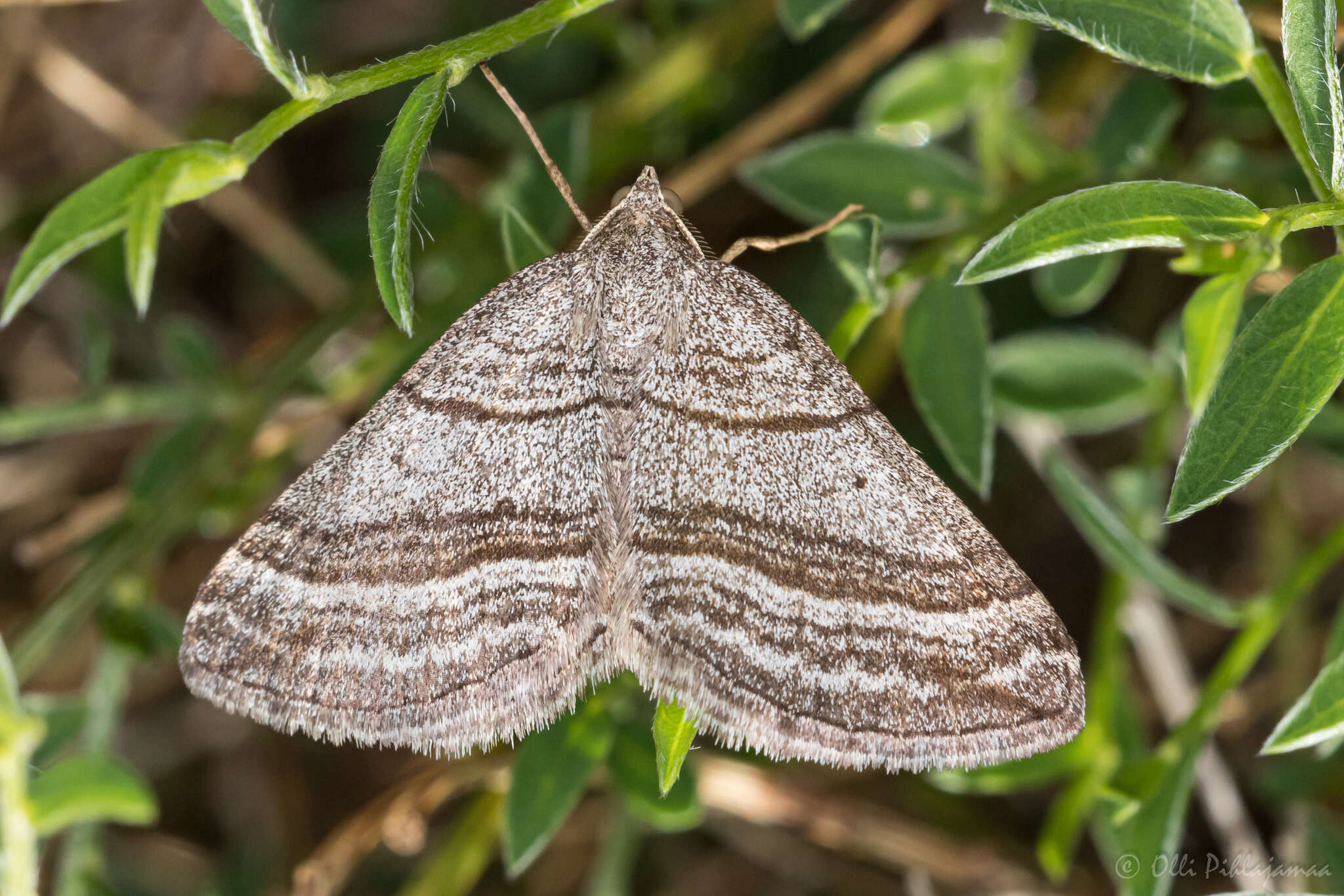 Scotopteryx coarctaria Schiffermüller 1775 resmi