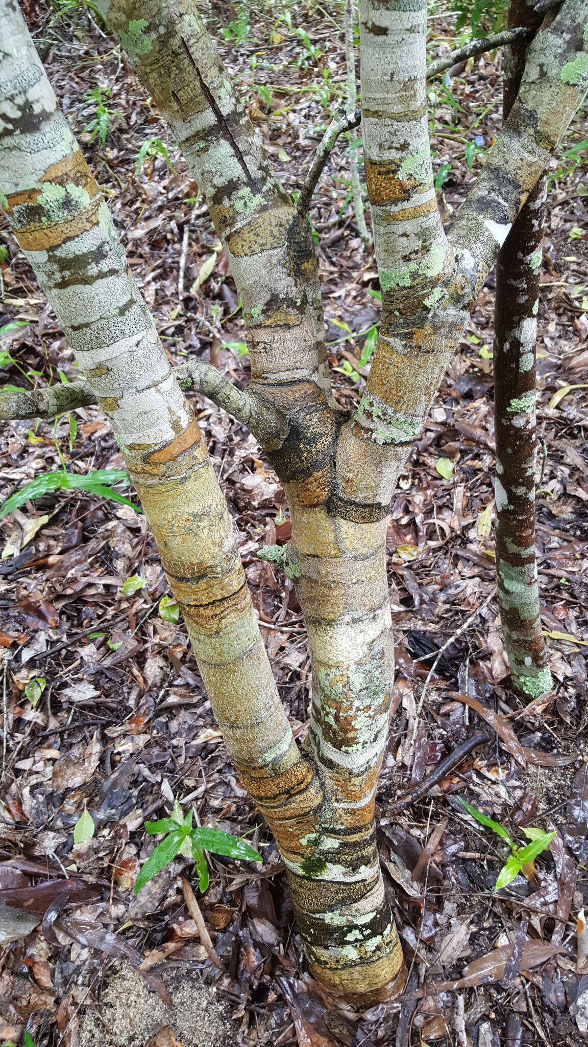 Image of Denhamia fasciculiflora (Jessup) M. P. Simmons