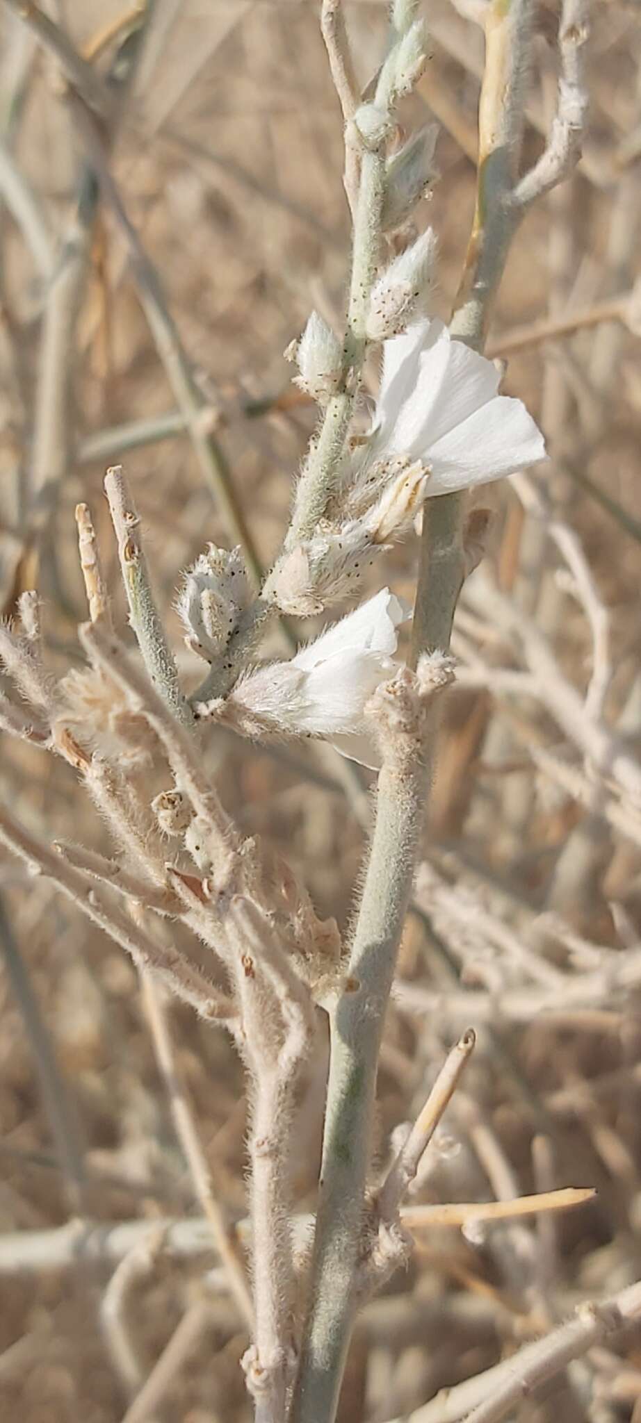 Image of Convolvulus oxyphyllus Boiss.