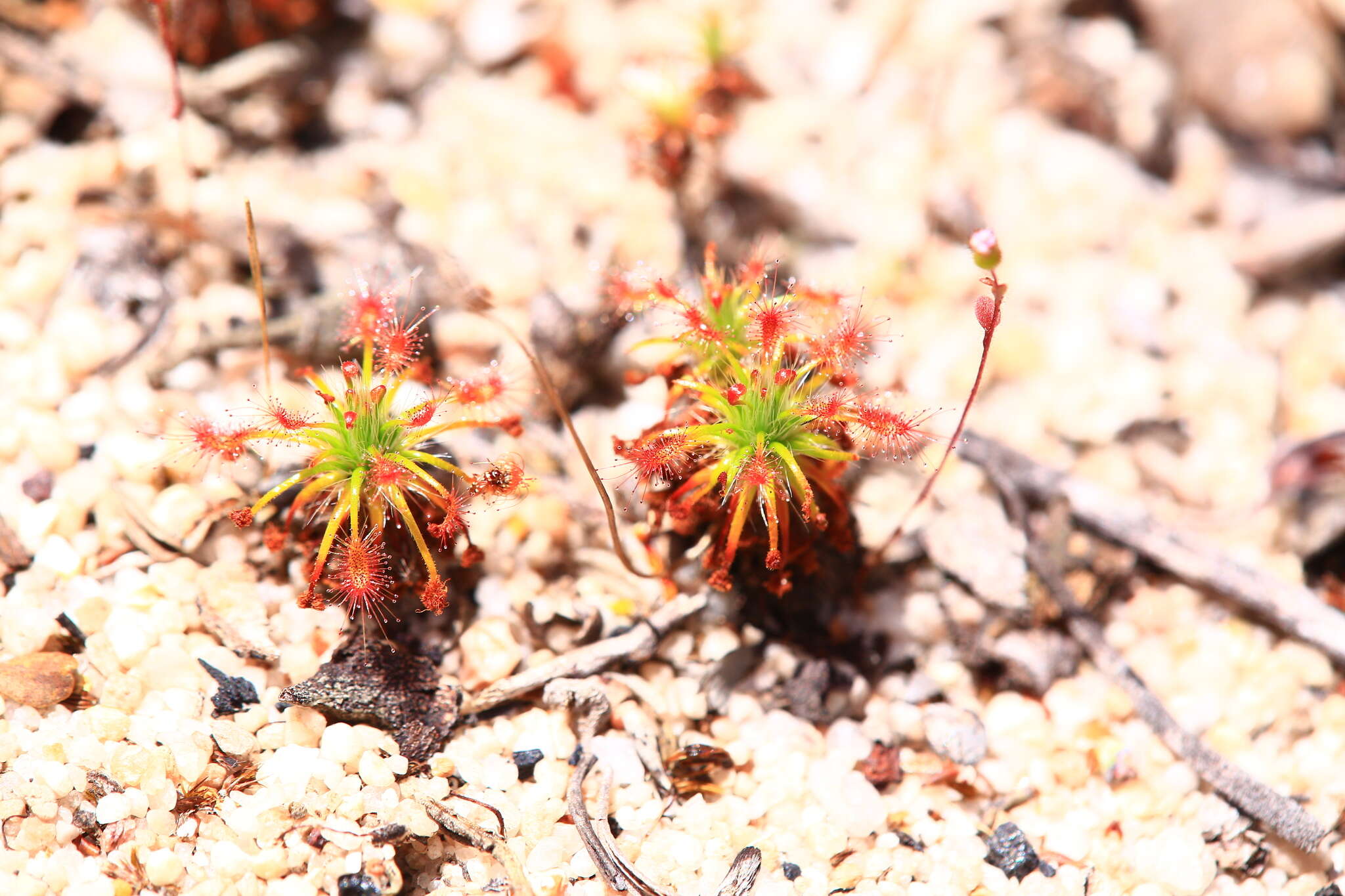 Image of Drosera barbigera Planch.