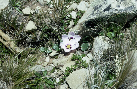 Image of Acaulimalva nubigena (Walp.) Krapov.