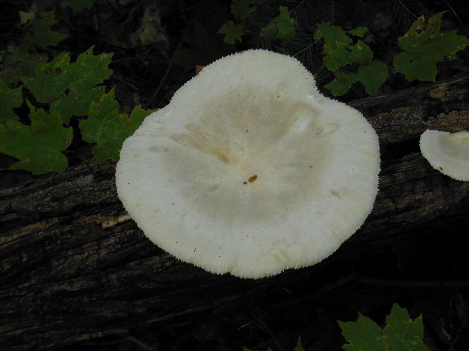 Image de Lentinus levis (Berk. & M. A. Curtis) Murrill 1915