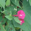 Image of Ipomoea tubulata Sessé & Mocino