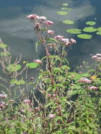 Image of hemp agrimony