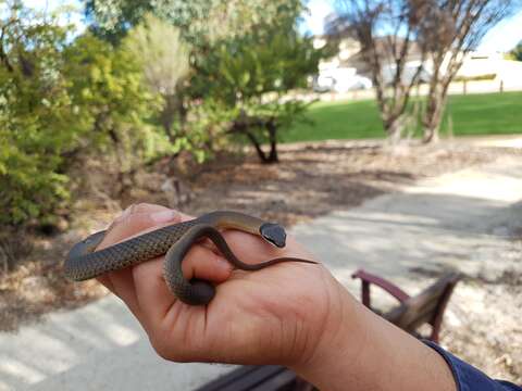 Image of Crowned Snake