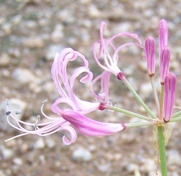 Image of Nerine gaberonensis Bremek. & Oberm.