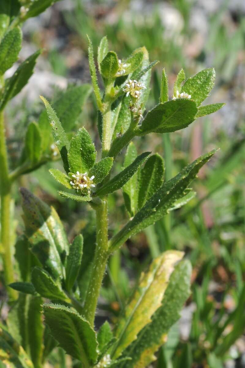 Слика од Euclidium syriacum (L.) W. T. Aiton