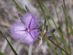 Слика од Thysanotus multiflorus R. Br.