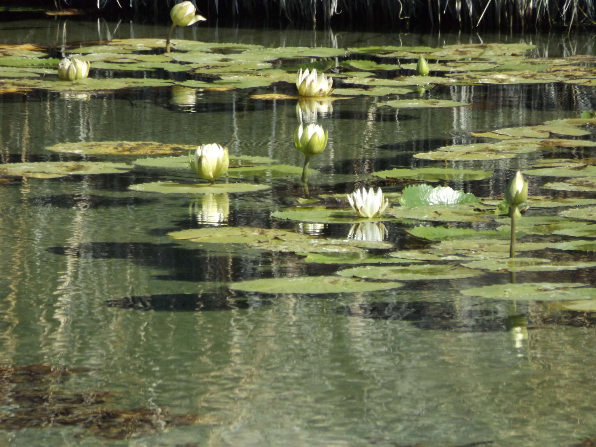 Image de Nymphaea ampla (Salisb.) DC.