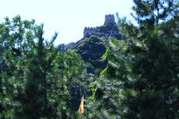 Imagem de Pinus tabuliformis Carrière