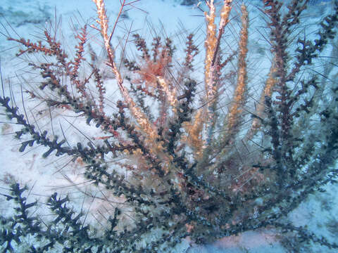 Image of Hydrozoanthus tunicans (Duerden 1900)