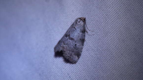 Image of Dotted Graylet Moth