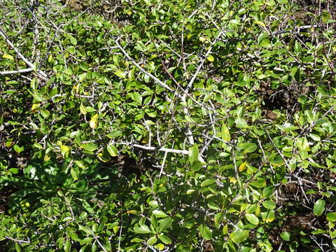 صورة Rhamnus crenulata Ait.